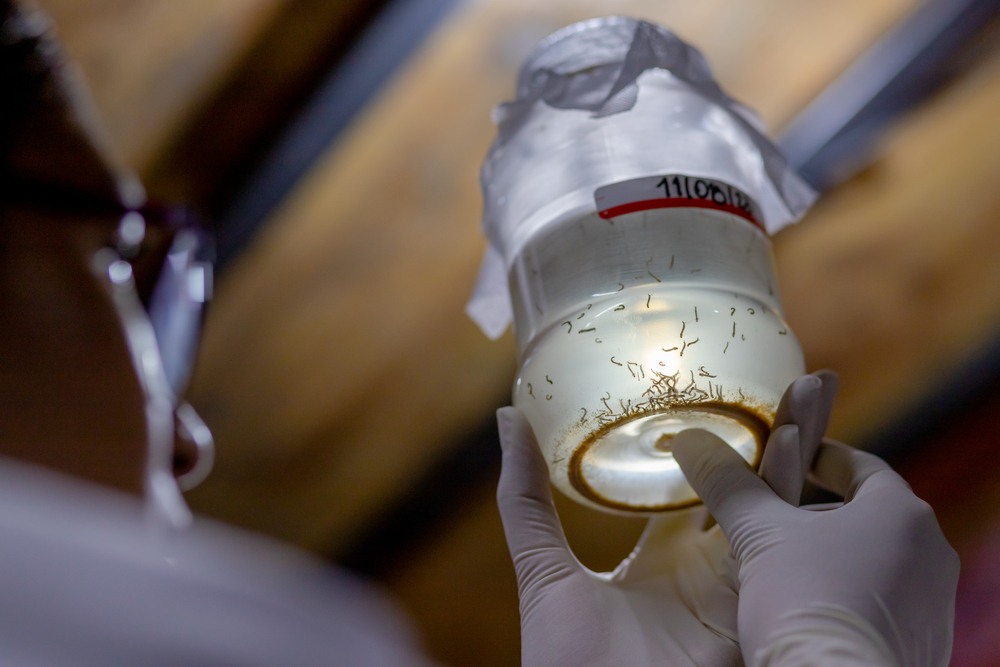 a researcher is looking at bottle of mosquitos' larvae 