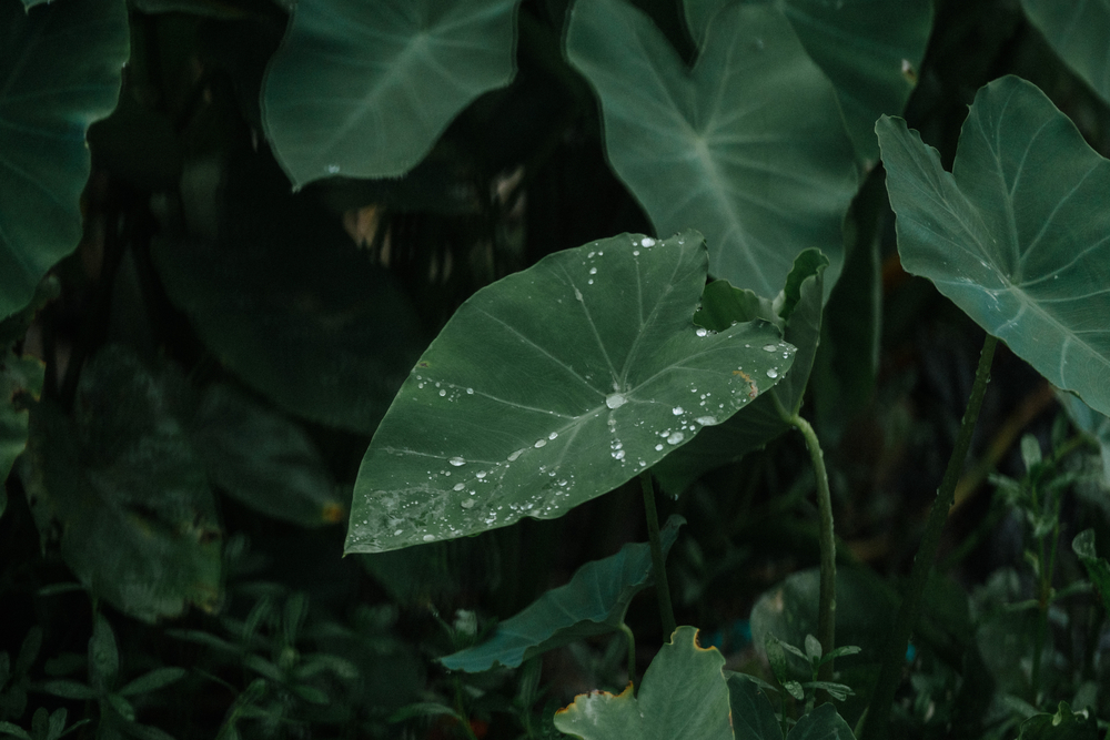 Taro leaf