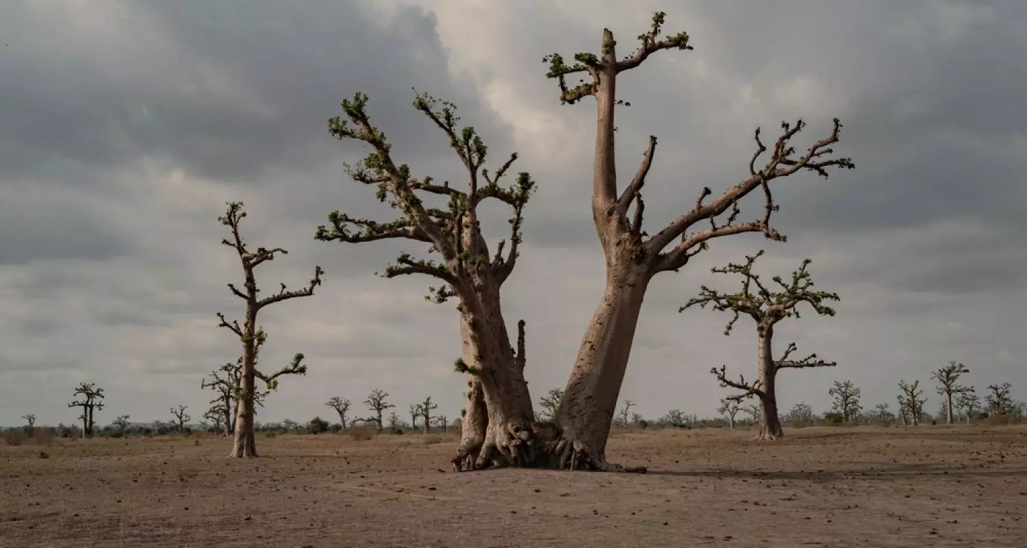 aobab trees stand in the landscape of Sindia, Senegal.