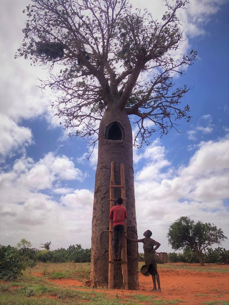 People collect rainwater in a water tank baobab in Madagascar