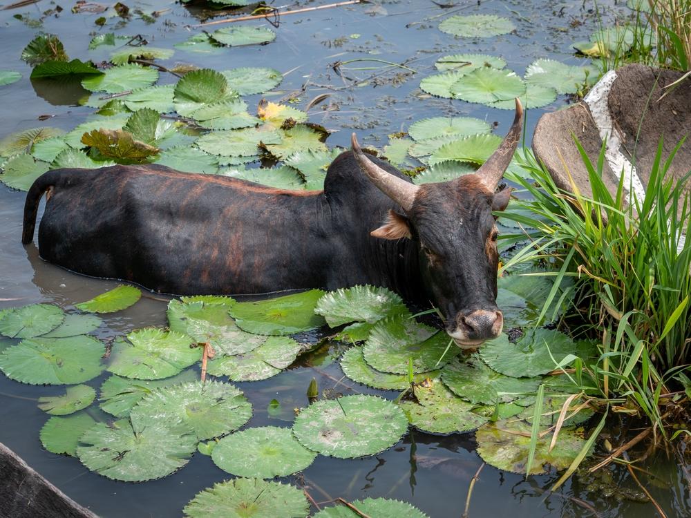 A young bull looks for pasture in the water near Old Fangak. South Sudan, 2022. © Florence Miettaux