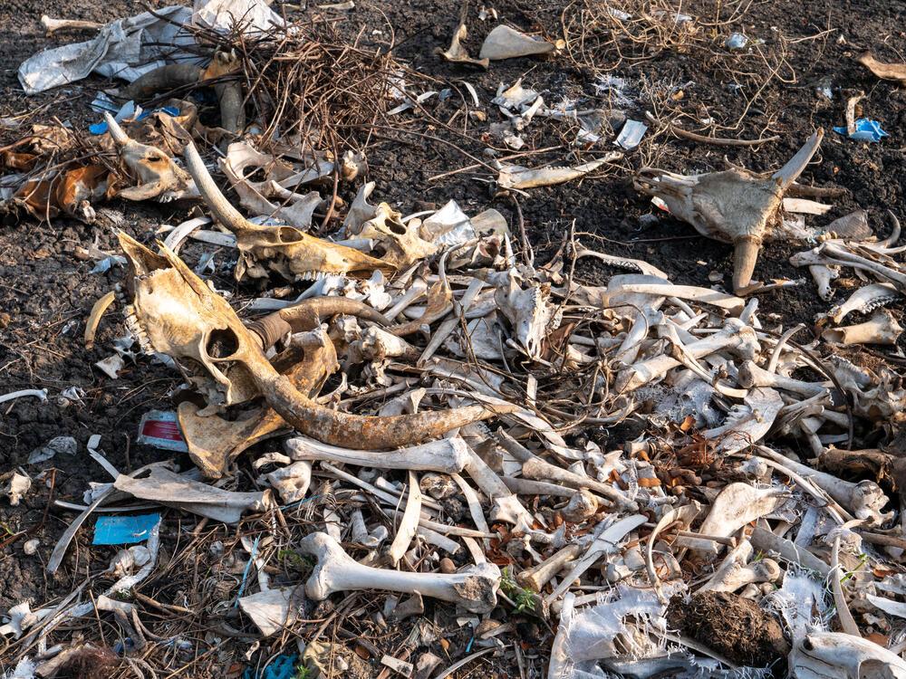Carcasses of cows that have died due to the flooding and the lack of pasture on the small high grounds where they have been taken by their owners, in Pagwir, Fangak County. South Sudan, 2022 © Florence Miettaux