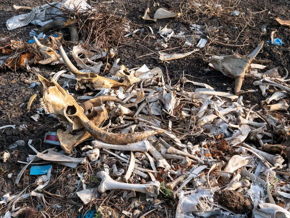 Carcasses of cows that have died due to the flooding and the lack of pasture on the small high grounds where they have been taken by their owners, in Pagwir, Fangak County. South Sudan, 2022 © Florence Miettaux