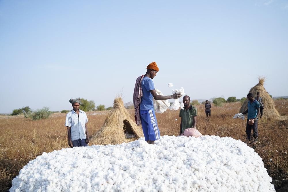Getu Kassa (centre) and other farm workers pick cotton on a farm in the Abdurafi area. They have come from the highlands, where there is no immunity against kala azar or malaria, and they work and sleep in the fields during the night, leaving them susceptible to both diseases. Abdurafi, Ethiopia, March 2023. ©  Amauel Sileshi/MSF