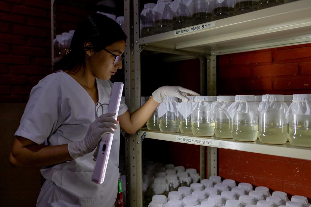 Yosselin Vásquez, an MSF laboratory assistant, examines larvae of Aedes aegypti mosquitoes carrying the natural Wolbachia bacteria. Once the larvae become adult mosquitoes and are then released, the Wolbachia bacteria will reduce the mosquitoes’ ability to transmit arboviruses – such as dengue and Yellow fever – with the aim to lower the number of people affected by dengue fever in the area. Tegucigalpa, Honduras, August 2023. © Martin Cálix/MSF
