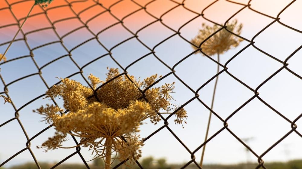 Image of a plant and fence. Greece, August 2024. © MSF