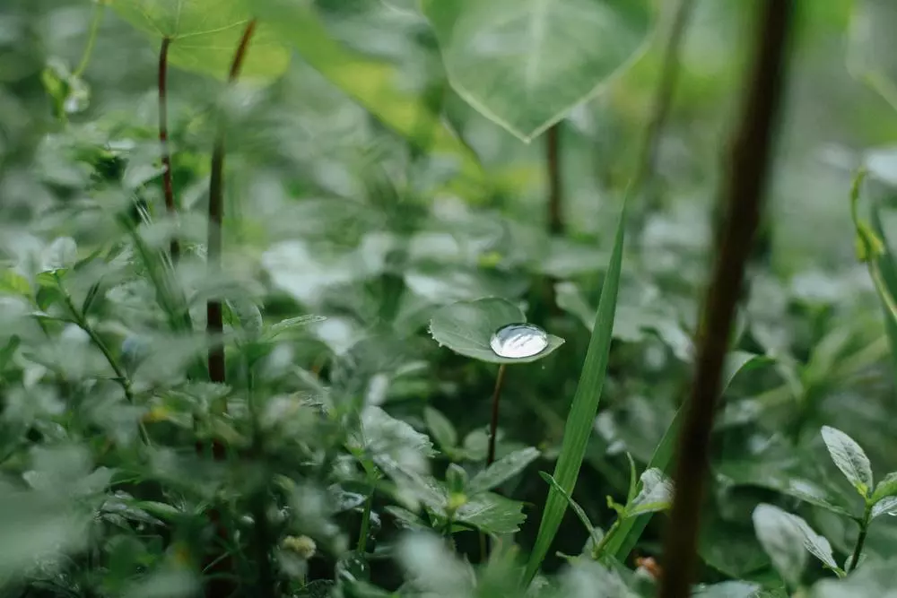 A small taro leaf