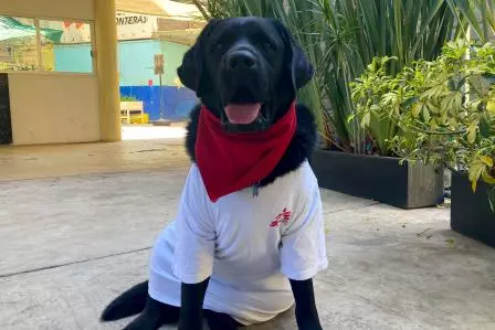 Onnie, Labrador yang membantu merawat orang-orang yang selamat dari kekerasan dan penyiksaan ekstrem